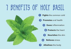 cholesterol control – Holy Basil Extract 750mg 2B – protect against toxins