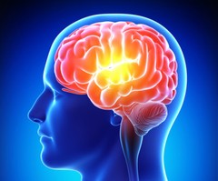 Memory supplements – L-TYROSINE 500mg – l-tyrosine and 5-htp – 1 Bottle