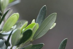 antioxidant anti aging – OLIVE LEAF EXTRACT – leaf olive extract 1B