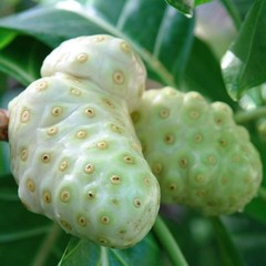 Nutrient Dense – NONI EXTRACT – Digestive Aid 1 Bottle 60 Capsules