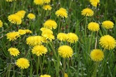 antioxidant complex – DANDELION ROOT 520MG – digestion aide 2B