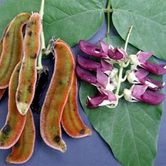 brain memory – MUCUNA PRURIENS – immune system boost 2BOTTLE