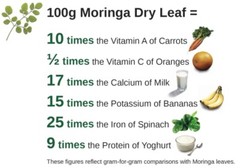 Herbal Tree – MORINGA OLEIFERA – Nutrient Rich 1 Bottle 60 Capsules