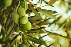 regulate insulin levels, OLIVE LEAF EXTRACT 500mg, increase immune resistance 1B