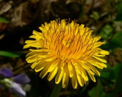 liver support cleanse – DANDELION ROOT – anti inflammatory supplement 2B