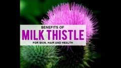 Immune support -MILK THISTLE EXTRACT- milk thistle bulk – 1 Bottle (60 Capsules)