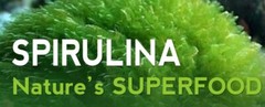 antioxidant complex – Blue Green Algae 500mg – energy boosting vitamins 1B