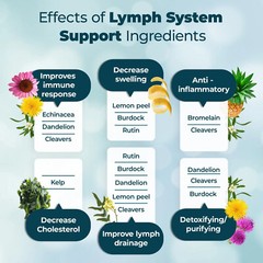 Lymphatic system support, lymphatic drainage and purification support
