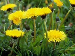 antioxidant complex – DANDELION ROOT 520MG – digestion aide 2B
