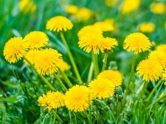 diuretic pills – DANDELION ROOT – dandelion blend 1B